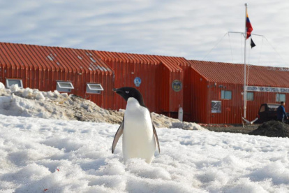 Un pingüino camina frente a la estación científica ecuatoriana en la Antártida, Pedro Vicente Maldonado.