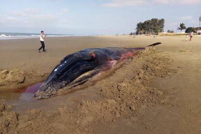 Se sabe que se trata de una ballena de aleta larga.