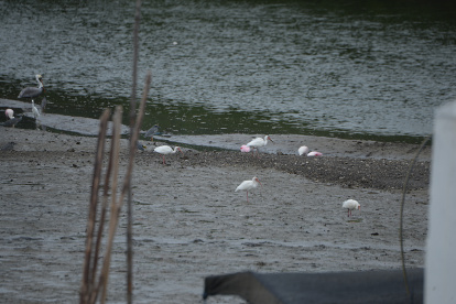 Pajarear. Las aves sobrevuelan el sitio y caminan en la playa cuando la marea baja o se posan en los árboles.