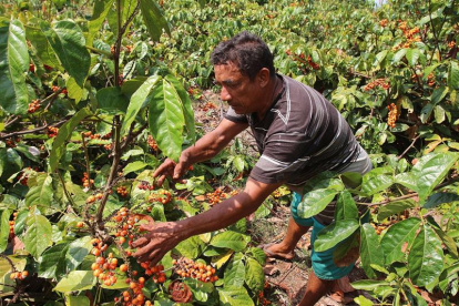 La región amazónica, responsable por apenas de un 8,5 % de todas las ventas al extranjero.