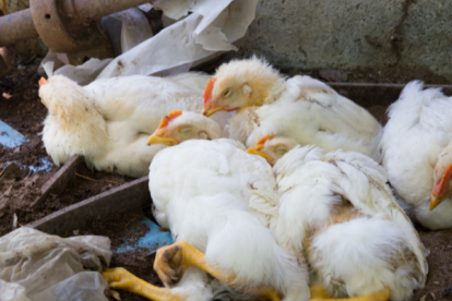 Imagen referencial. Gripe aviar.