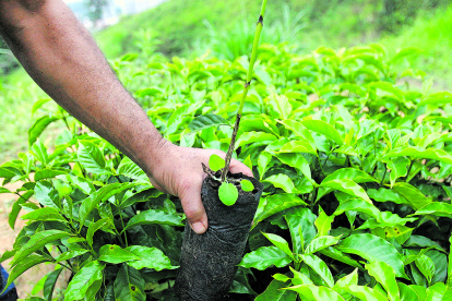 Agricultura. Una hacienda de café en una montaña de Colombia.