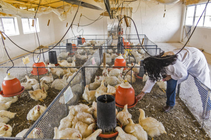 Granja.- Una de las fincas que se dedica que criar pollos.