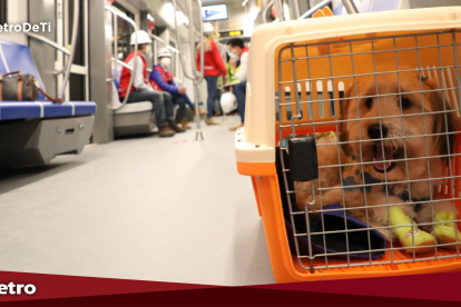 La mascota debe estar dentro de un kennel.
