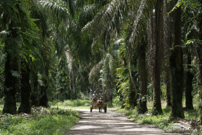 Trabajadores de la empresa Palmas del Cesar son vistos, el 26 de septiembre del 2023, en la planta de beneficio de palma de aceite