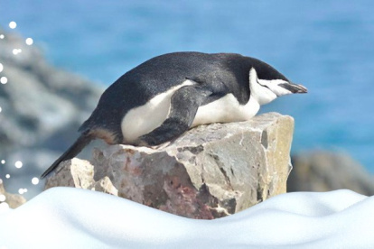 El equipo de Libourel, además de científicos del Instituto de Investigación Polar de Corea, estudiaron el comportamiento del sueño de una colonia de pingüinos barbijo