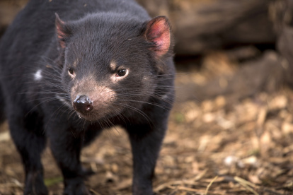 Especie. La genética de estos animales atacan las células cancerígenas.