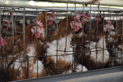 Producción. El transporte de las aves de corral en Ecuador.
