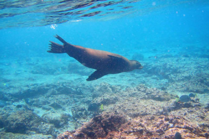 Naturaleza. Los paisajes que hay en el océano como en Galápagos.