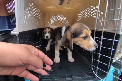Máscotas. Los animales rescatados fueron llevados al centros municipales.