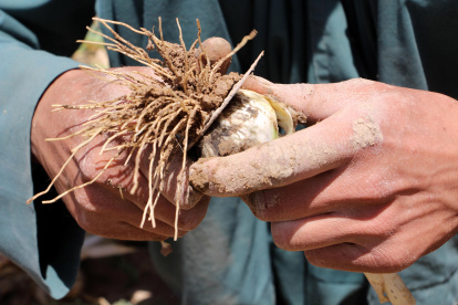 Un agricultor afgano con una planta de opio (Afganistán).