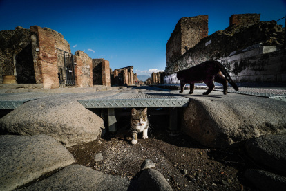 Referencial. Gatos recorren las ruinas del yacimiento arqueológico de Pompeya, en Italia.