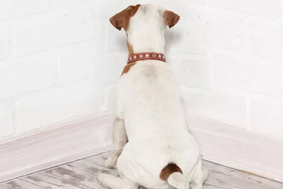 SI su mascota se presiona la cabeza contra la pared es una posible señal de que esté padeciendo "Head Pressing