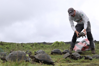 Liberación de tortugas en área natural de Galápagos.