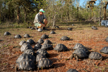 Liberación de tortugas en área natural de Galápagos.