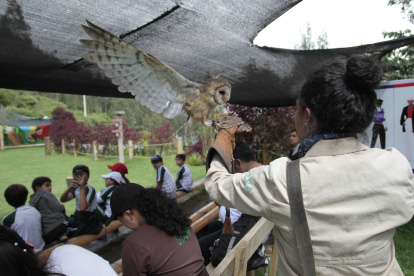 Aves que ya no pueden regresar a su hábitat participan de charlas para generar conciencia del daño que causa el tráfico ilegal.