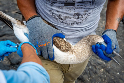 Una de las aves que fue revisada por técnicos.