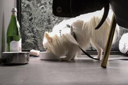 Restaurante. En Roma hay un local donde perros y humanos pueden disfrutar juntos de una buena cena.