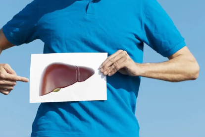 Es el órgano encargado de regular las grasas