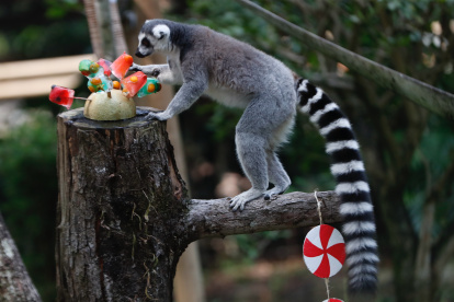 Los animales disfrutaron de sus regalos