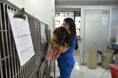 Emma fue víctima de violación y ahora es atendida por los veterinarios de PAE en Quito