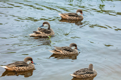 Aves que habitan en Galápagos.