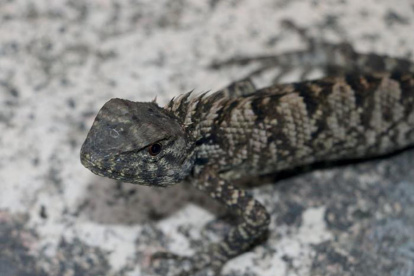 La nueva especie de iguana, "Calotes wangi", descubierta en China.