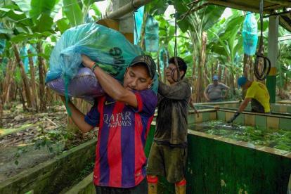 Hacienda. Personas alistando el banano para enviarlo a otros países.
