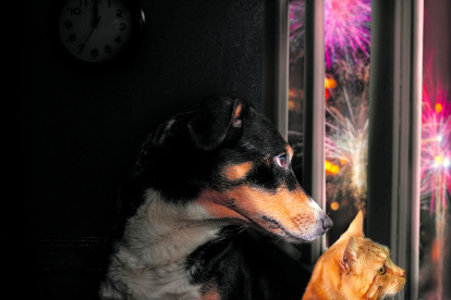 Los perros y gatos son muy sensibles al ruido