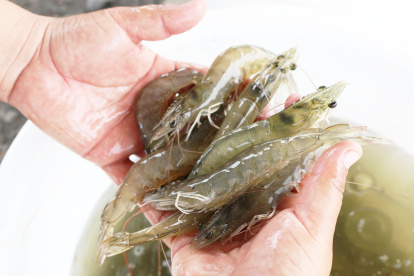 Producción.- La industria ecuatoriana produce los mejores camarones del mundo.