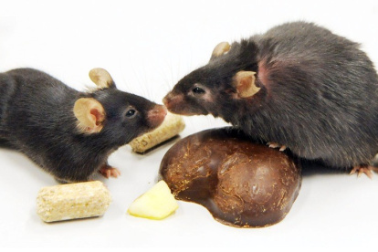 Dos ratones en un laboratorio sometidos al cambio de pelaje