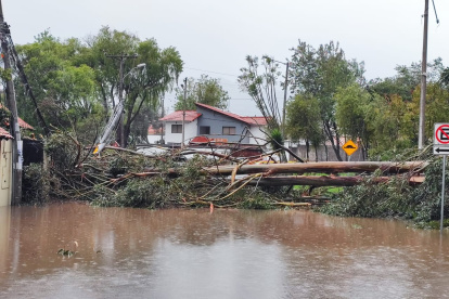 Árbol cae debido a fuertes lluvias en Cuenca