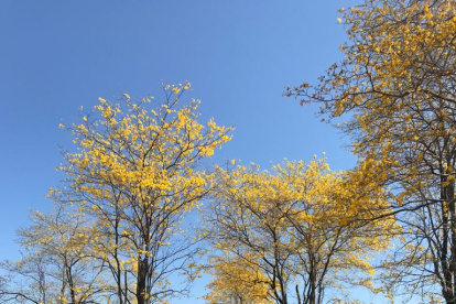 Panorama. Uno de los paisajes de la Biosfera del Bosque Seco.