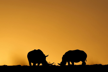 dos rinocerontes pastan mientras se pone el sol en el Parque de Animales Salvajes Kragga Kamma, situado a 30 kilómetros del centro de Puerto Elizabeth, en Sudáfrica.