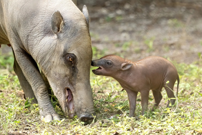 Zoológico de Miami en la que se registró una cría babirusa (d), junto a su madre -Maggie- y nacida el pasado 15 de diciembre en cautiverio.