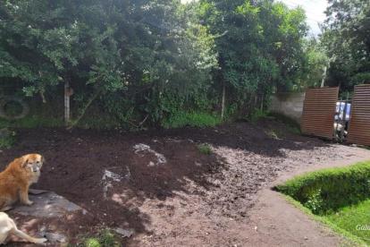 El albergue que acoge a 185 animalitos resultó afectado por las fuertes lluvias