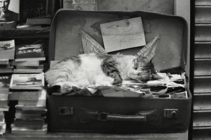 Si el viaje será largo (más de 10 días) es mejor que contrates a alguien de confianza.