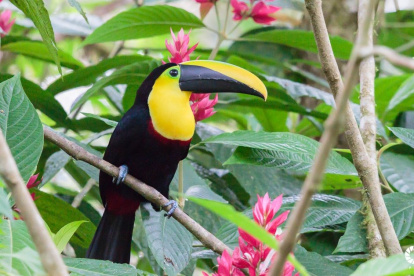 El tucán del Chocó andino fue elegido como ave emblemática en el 2023