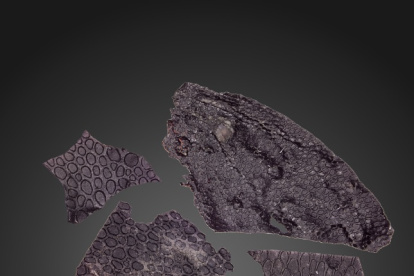 Imagen de la muestra