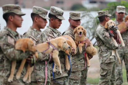 Soldados trabajan en el adiestramiento de cachorros el 19 de diciembre de 2023 en el departamento de adiestramiento canino de la Fuerza Aérea del Perú