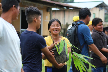 En lo referente a la salud, los chachis aún mantienen la medicina ancestral con plantas medicinales