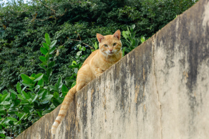 Aunque el animal sabe cómo retornar a su hogar, muchas veces ocurre que no logran llegar