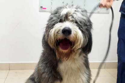 Adopción. Álvaro es uno de los 50 perritos que buscan un hogar.