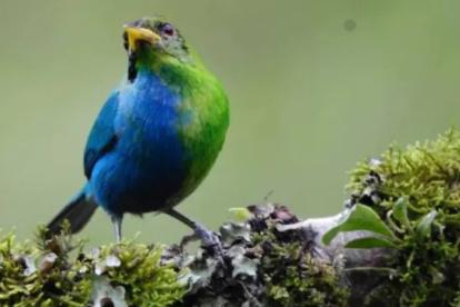 Imagen del ejemplar de mielero verde silvestre mitad macho y mitad hembra