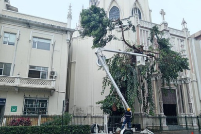 La fuerza del agua provocó la caída de varias ramas de este árbol tras la lluvia del 12 de enero.