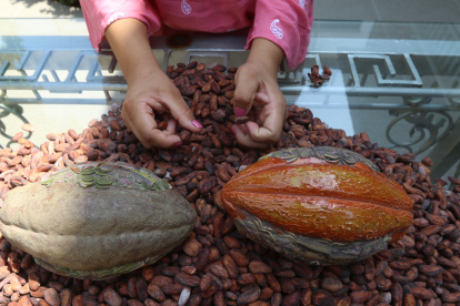 Granos. Una persona analiza el secado de la pepa de cacao antes de transformarla en chocolate.