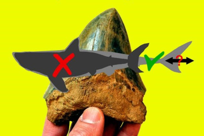 Silueta oscura que representa la forma del cuerpo de Otodus megalodon reconstruida anteriormente, superpuesta a un contorno claro que muestra la forma del cuerpo recién interpretada