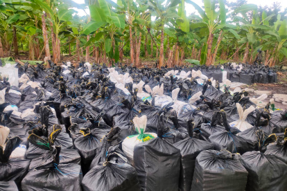 Un operativo coordinado con Fuerzas Armadas, en una hacienda del sector Los Sedros, en Los Ríos, permitió la incautación de unos 300 sacos de yute con aparentemente cocaína.