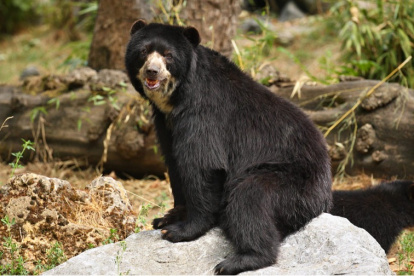 El oso andino y oso de anteojos en una foto de archivo.