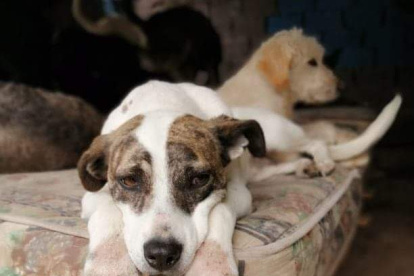 Ningún animalito resultó afectado por el fuego.